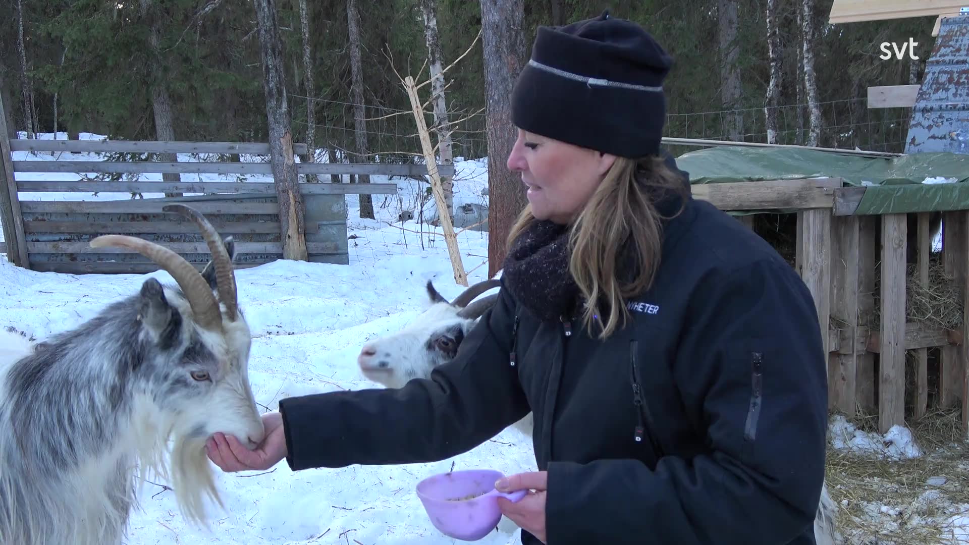 Här i byn Laisvallby räddas utrotningshotade lappgetter